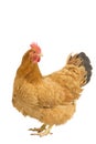 Portrait of a New Hampshire Red hen chicken standing full body isolated on a white background Royalty Free Stock Photo