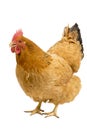 Portrait of a New Hampshire Red hen chicken standing full body isolated on a white background Royalty Free Stock Photo