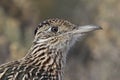 A roadrunner portrait Royalty Free Stock Photo