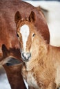 Portrait of a chestnut draft foal with a white stripe standing next to the mother on a sunny winter day Royalty Free Stock Photo