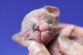 Kitten female cat of Canadian Sphynx Cat of blue, white two weeks old is sleeping on hands of woman