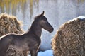 Portrait of a newborn foal against the background of straw Royalty Free Stock Photo