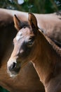 Portrait of newborn foal. Royalty Free Stock Photo