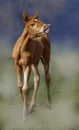 Portrait Of a Newborn Foal Royalty Free Stock Photo