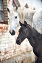 Portrait of a newborn foal near the mother in the herd on on winter background Royalty Free Stock Photo