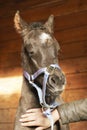 Portrait of a newborn foal Royalty Free Stock Photo