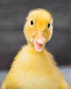 Portrait of newborn gosling