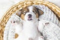 Portrait of a newborn jack russell terrier puppy sleeping in a basket, top view.