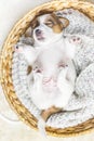 Portrait of a newborn jack russell terrier puppy sleeping in a basket, top view.