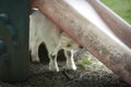 Peek a boo kid, goat hiding under a slide