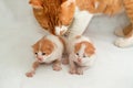 A portrait of newborn little adorable stray Egyptian kittens isolated on white background, selective focus of little tiny semi