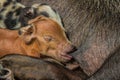 Portrait of a newborn little pig sucks a boobs sow. Shot of a polinesian village on a tiny corall atoll Fanning Atoll, Kiribati