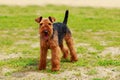 Dog breed Airedale Terrier Royalty Free Stock Photo