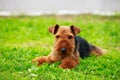 Dog breed Airedale Terrier Royalty Free Stock Photo