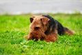 Dog breed Airedale Terrier Royalty Free Stock Photo