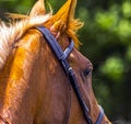 Portrait of nice arabian red mare Royalty Free Stock Photo