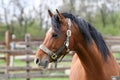 Portrait of nice bay horse in the corral Royalty Free Stock Photo