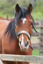 Portrait of a nice bay horse in the corral Royalty Free Stock Photo