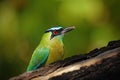 Portrait of nice big bird Blue-crowned Motmot, Momotus momota, wild nature, Belize Royalty Free Stock Photo