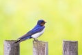 Portrait of nice bird barn swallow sitting on an old wooden fen Royalty Free Stock Photo