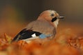 Portrait of nice bird Eurasian Jay, Garrulus glandarius, with orange fall down leaves and morning sun during autumn Royalty Free Stock Photo