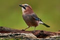 Portrait of nice bird Eurasian Jay, Garrulus glandarius, with orange fall down leaves and morning sun during orange autumn, Czech Royalty Free Stock Photo