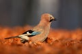 Portrait of nice bird Eurasian Jay, Garrulus glandarius, with orange fall down leaves and morning sun during autumn Royalty Free Stock Photo