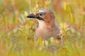 Portrait of nice bird Eurasian Jay, Garrulus glandarius, with orange fall down leaves and morning sun during orange autumn. Orange Royalty Free Stock Photo