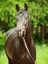 Portrait of nice black horse Royalty Free Stock Photo