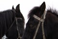 Portrait of nice black pony.two horse heads, black Royalty Free Stock Photo