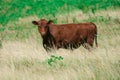Portrait of nice brown calves on a fresh green meadow, standing side by side and looking into the camera. Royalty Free Stock Photo