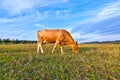 Portrait of nice brown cow Royalty Free Stock Photo