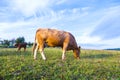 Portrait of nice brown cow Royalty Free Stock Photo