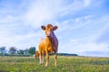 Portrait of nice brown cow Royalty Free Stock Photo