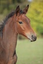 Portrait of brown foal in autumn