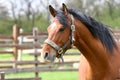 Portrait of nice brown horse in the corral Royalty Free Stock Photo