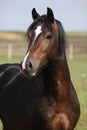 Portrait of nice brown stallion