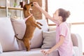 Portrait of nice cheerful preteen girl playing with doggy feeding having fun teaching puppy dancing at light home house Royalty Free Stock Photo