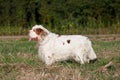 Portrait of nice clumber spaniel Royalty Free Stock Photo