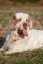 Portrait of nice clumber spaniel Royalty Free Stock Photo
