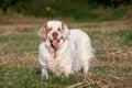 Portrait of nice clumber spaniel