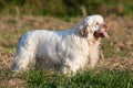 Portrait of nice clumber spaniel Royalty Free Stock Photo