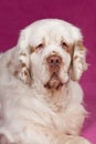 Portrait of nice clumber spaniel Royalty Free Stock Photo
