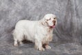 Portrait of nice clumber spaniel Royalty Free Stock Photo