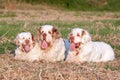Portrait of nice clumber spaniels Royalty Free Stock Photo