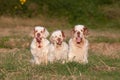 Portrait of nice clumber spaniels Royalty Free Stock Photo
