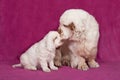 Portrait of nice clumber spaniels Royalty Free Stock Photo