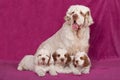 Portrait of nice clumber spaniels Royalty Free Stock Photo