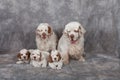 Portrait of nice clumber spaniels Royalty Free Stock Photo