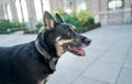 Portrait of a nice crossbreed dog